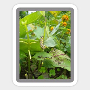 Monarch Butterfly Caterpillar Sticker